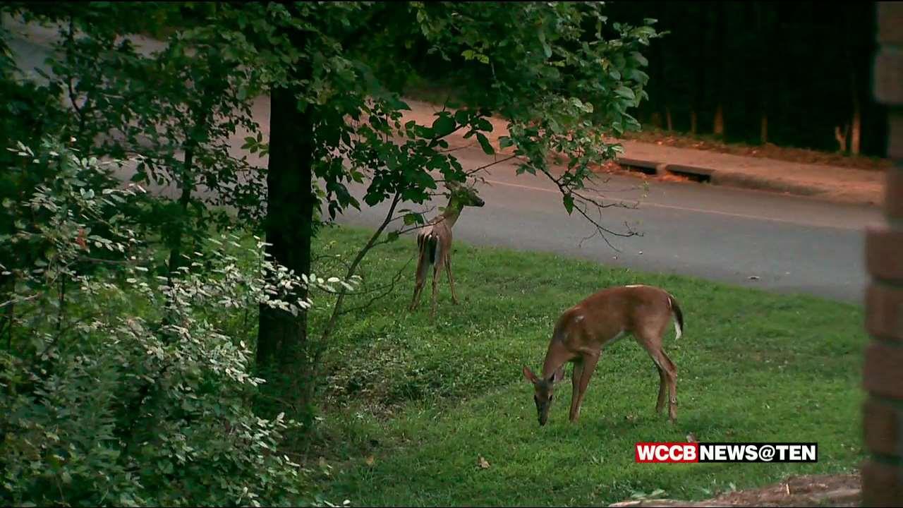 South Charlotte Neighbors Upset About Deer Hunting Near Homes