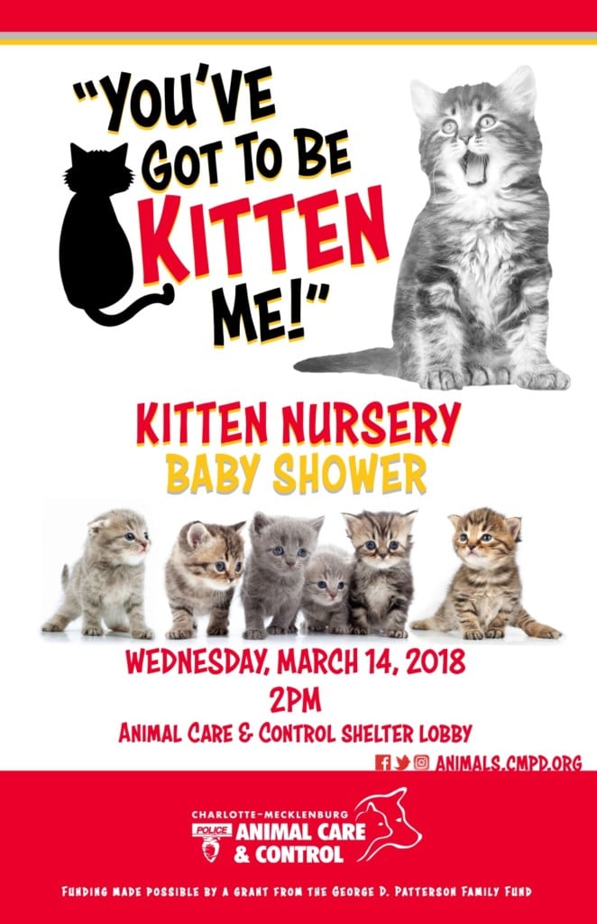 Kitten Baby Shower WCCB Charlotte's CW