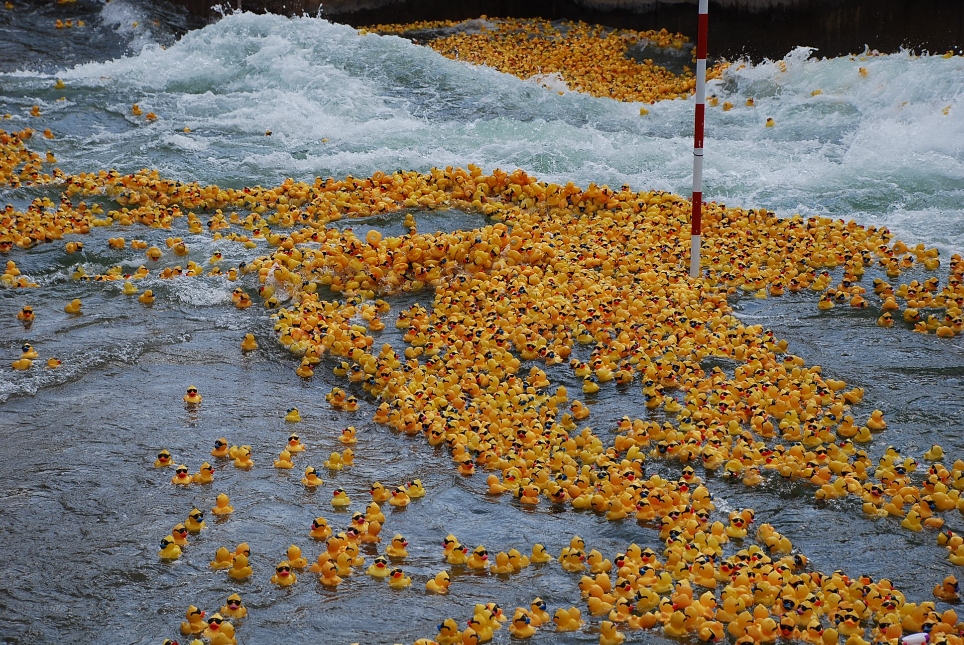 Hope Floats Duck Race PHOTOS WCCB Charlotte's CW