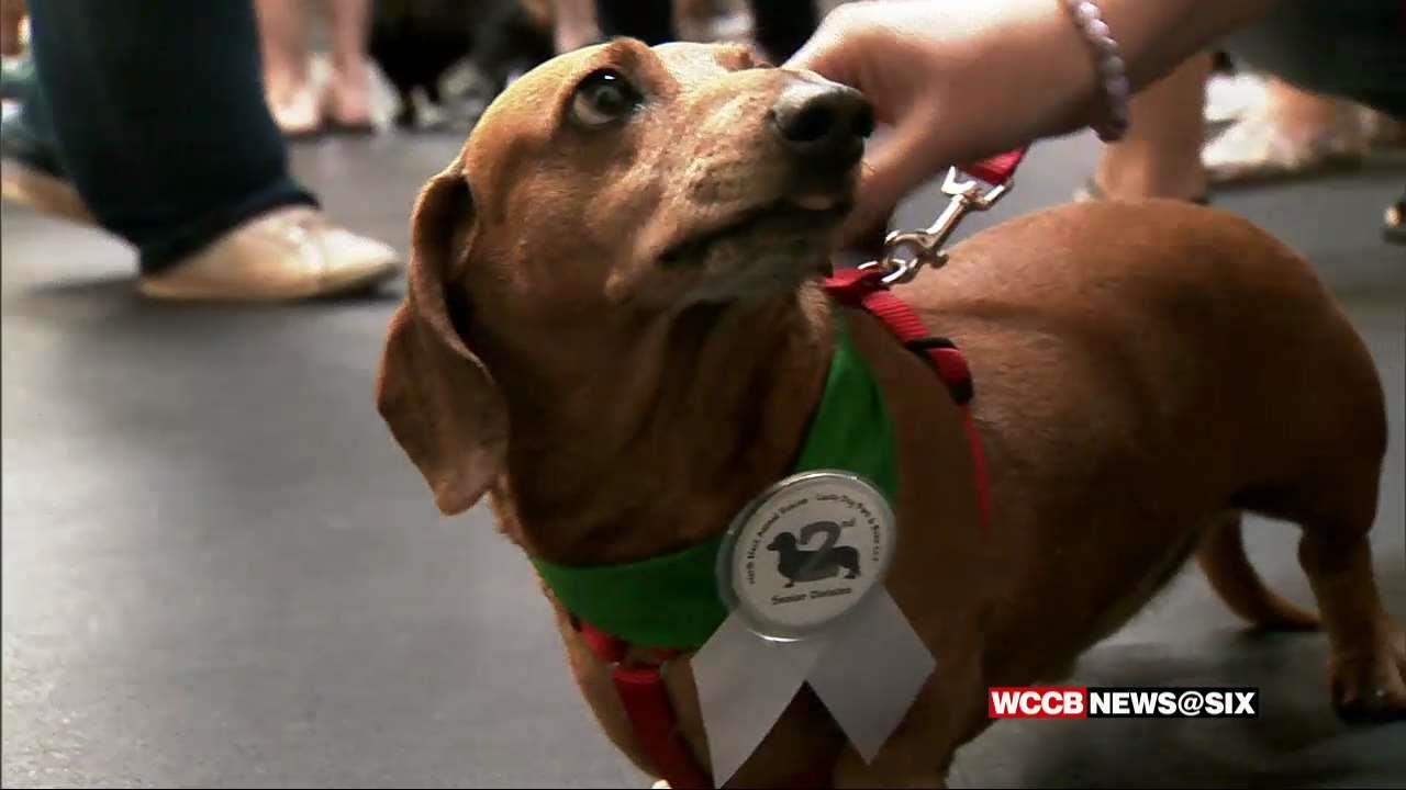 Wiener Dog Race 4 28 18 Image WCCB Charlotte's CW