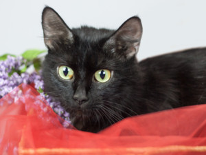 Gloria, a black cat with green eyes