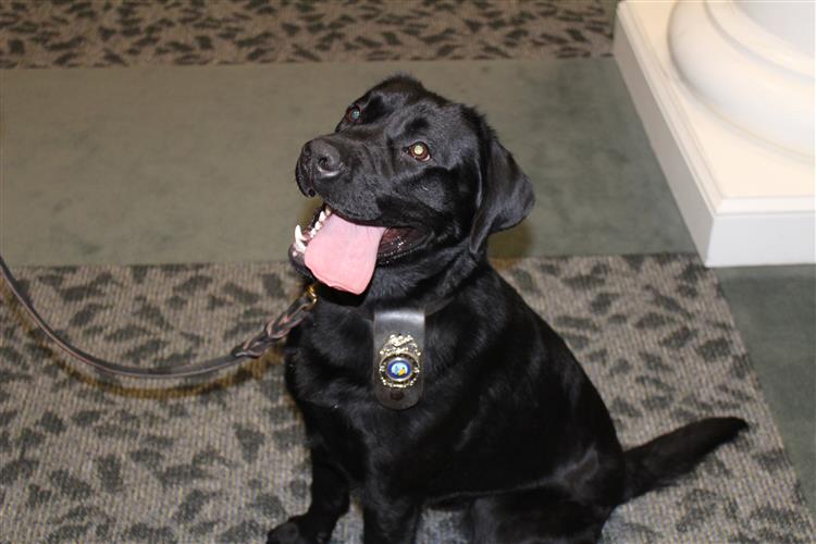 Matthews Police Department Swears-In New Narcotics Detection Dog - WCCB ...