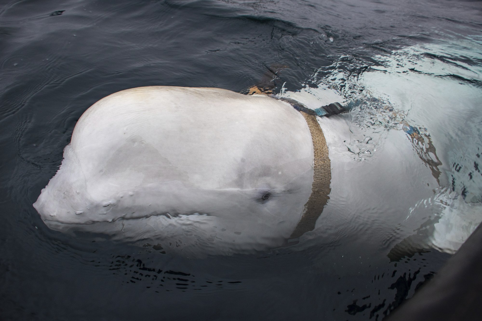 Beluga Whale With Russian Harness Raises Alarm In Norway Wccb Charlotte S Cw