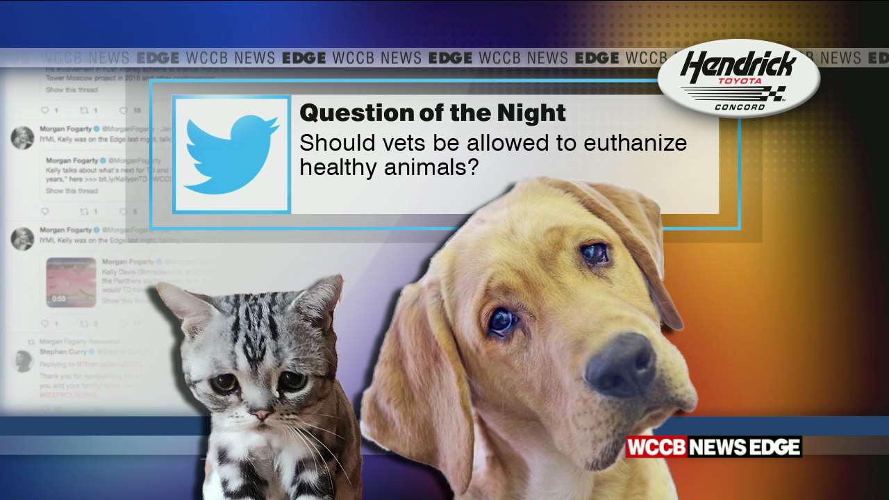 Healthy Dog Euthanized to Buried With Its Owner WCCB Charlotte's CW