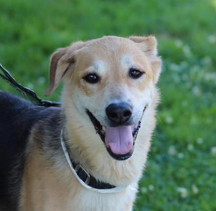 Pets Available For Adoption In July Raspberry - Wccb Charlotte's Cw