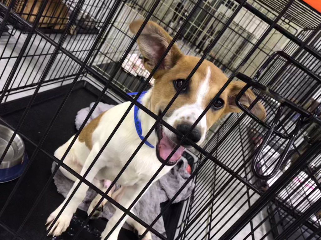 Dogs Evacuated from Shelters Along Coast Available for Adoption in Mooresville WCCB Charlotte's CW