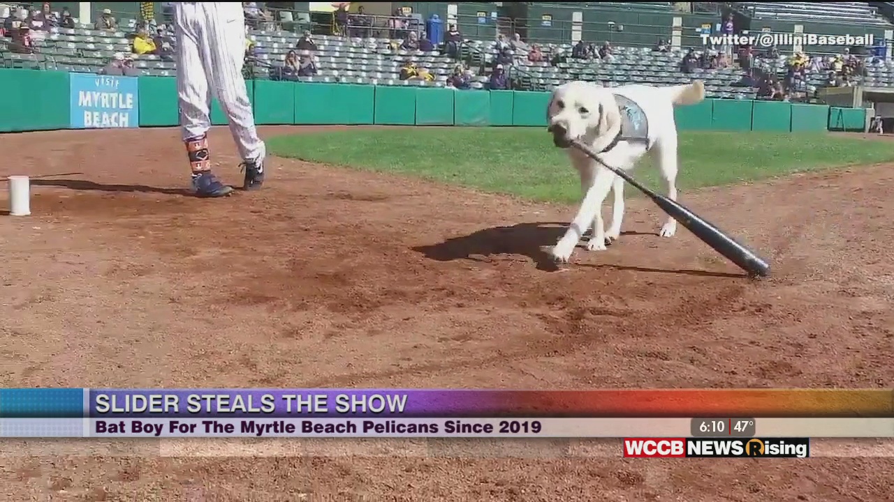 Viral Videos A Bat Dog Steals The Baseball Show & Guys Go Bowling in