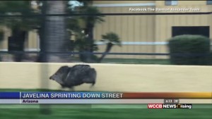 Viral Videos: Airline Worker Juggles Wands And Javelina Sprints Down Street