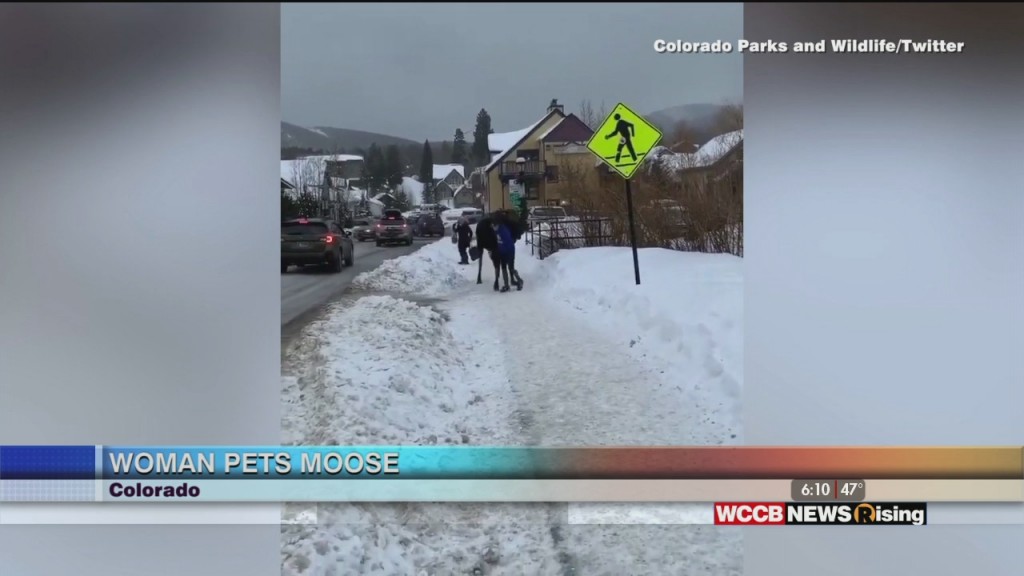 Viral Videos: Woman Pets Moose & Bloomberg Licks Fingers