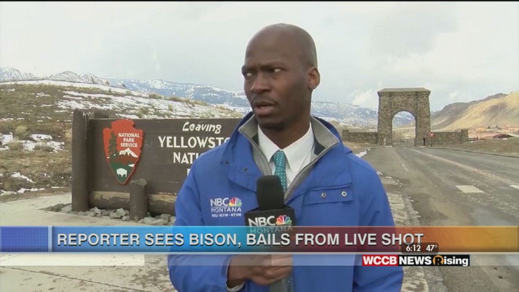Viral Videos: Surgeon Sings Imagine, Dog Sings Along To Law And Order, And Reporter Bails On Liveshot