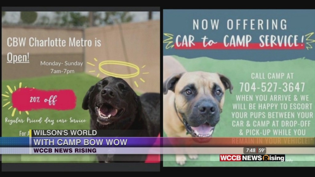 Wilson's World: Sharing His Concert Tees And Taking Care Of Your Pup