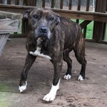 Cmpd Animal Care And Control Pet Adoption Alyssa