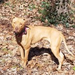 Cmpd Animal Care And Control Pet Adoption Amber
