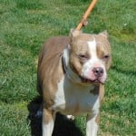 Cmpd Animal Care And Control Pet Adoption Angel