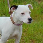 Cmpd Animal Care And Control Pet Adoption Belly