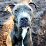 Cmpd Animal Care And Control Pet Adoption Bent