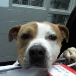 Cmpd Animal Care And Control Pet Adoption Bentley