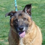 Cmpd Animal Care And Control Pet Adoption Bruno