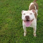 Cmpd Animal Care And Control Pet Adoption Bugsy