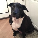 Cmpd Animal Care And Control Pet Adoption Captain