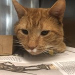 Cmpd Animal Care And Control Pet Adoption Cecil