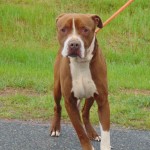 Cmpd Animal Care And Control Pet Adoption Clue