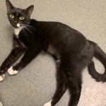 Cmpd Animal Care And Control Pet Adoption Dd