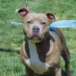Cmpd Animal Care And Control Pet Adoption Diamond