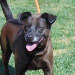 Cmpd Animal Care And Control Pet Adoption Diesel