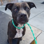 Cmpd Animal Care And Control Pet Adoption Dottie