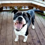 Cmpd Animal Care And Control Pet Adoption Edgar