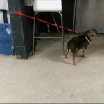 Cmpd Animal Care And Control Pet Adoption Eliza