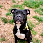 Cmpd Animal Care And Control Pet Adoption Feona