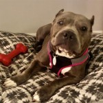 Cmpd Animal Care And Control Pet Adoption Fiona