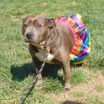 Cmpd Animal Care And Control Pet Adoption Gaia