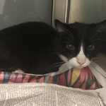 Cmpd Animal Care And Control Pet Adoption George