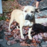 Cmpd Animal Care And Control Pet Adoption Glory