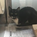 Cmpd Animal Care And Control Pet Adoption Hollis