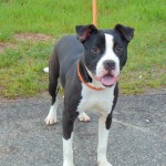 Cmpd Animal Care And Control Pet Adoption Id#a1166238
