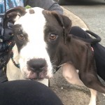 Cmpd Animal Care And Control Pet Adoption Ikea
