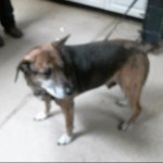 Cmpd Animal Care And Control Pet Adoption Jack