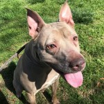 Cmpd Animal Care And Control Pet Adoption Jada