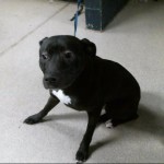 Cmpd Animal Care And Control Pet Adoption Jake