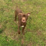 Cmpd Animal Care And Control Pet Adoption Jax