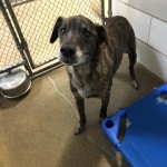 Cmpd Animal Care And Control Pet Adoption Jet