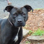 Cmpd Animal Care And Control Pet Adoption Jo