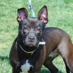 Cmpd Animal Care And Control Pet Adoption Keto