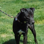 Cmpd Animal Care And Control Pet Adoption Koren