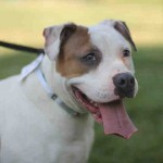 Cmpd Animal Care And Control Pet Adoption Kylie