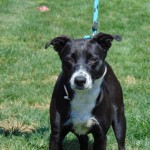 Cmpd Animal Care And Control Pet Adoption Laurel